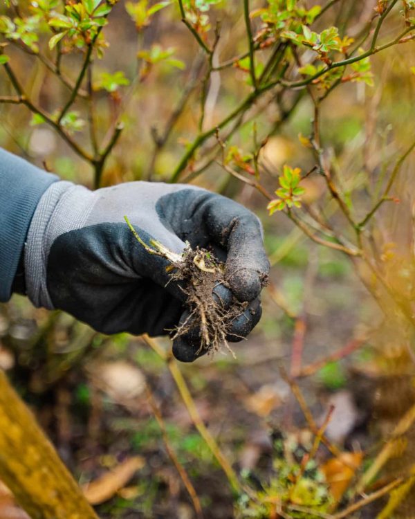Vedligeholdelse af planter